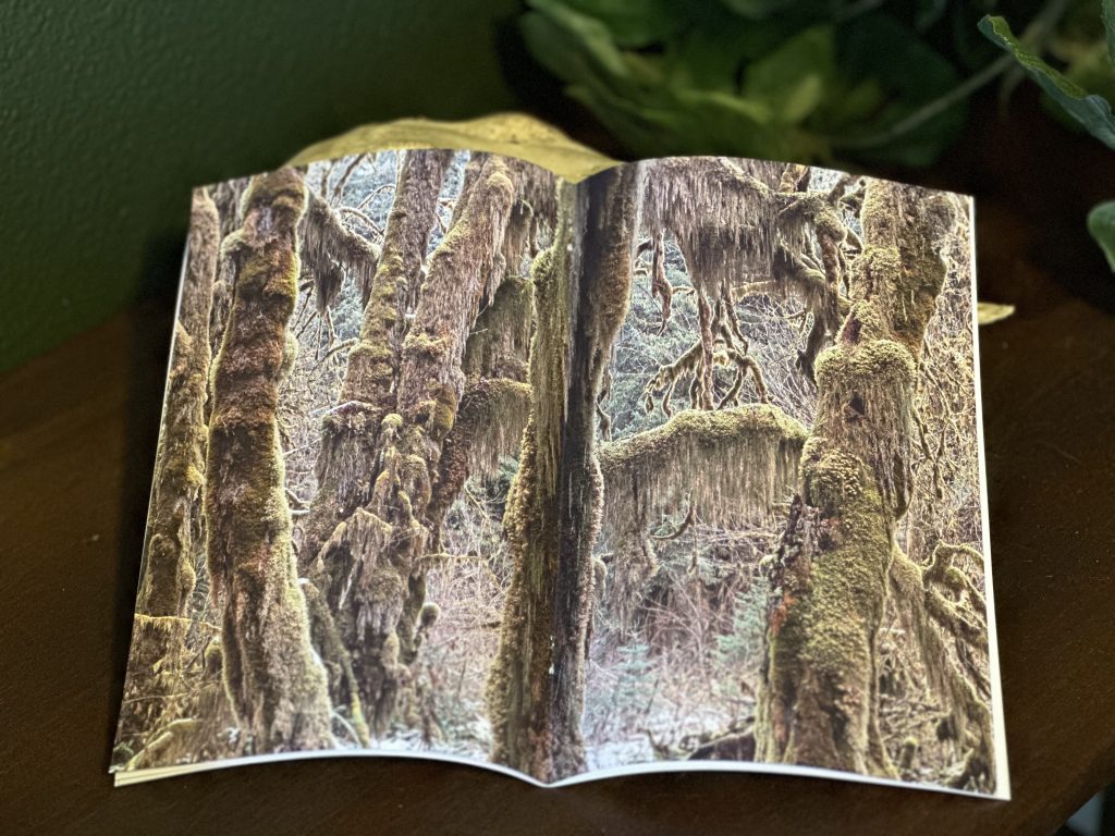 The Quiet Land Zine